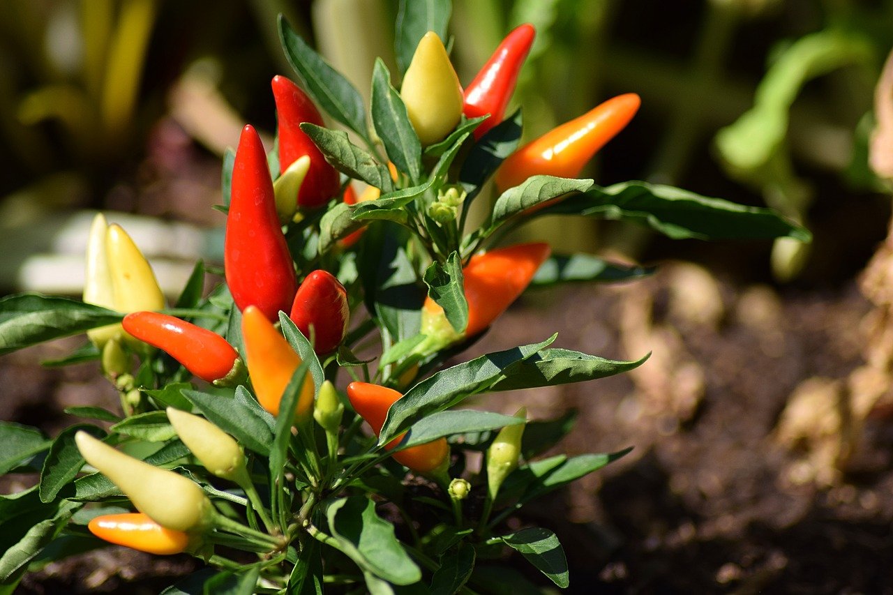 Come scegliere il peperoncino, le sue proprietà e le controindicazioni