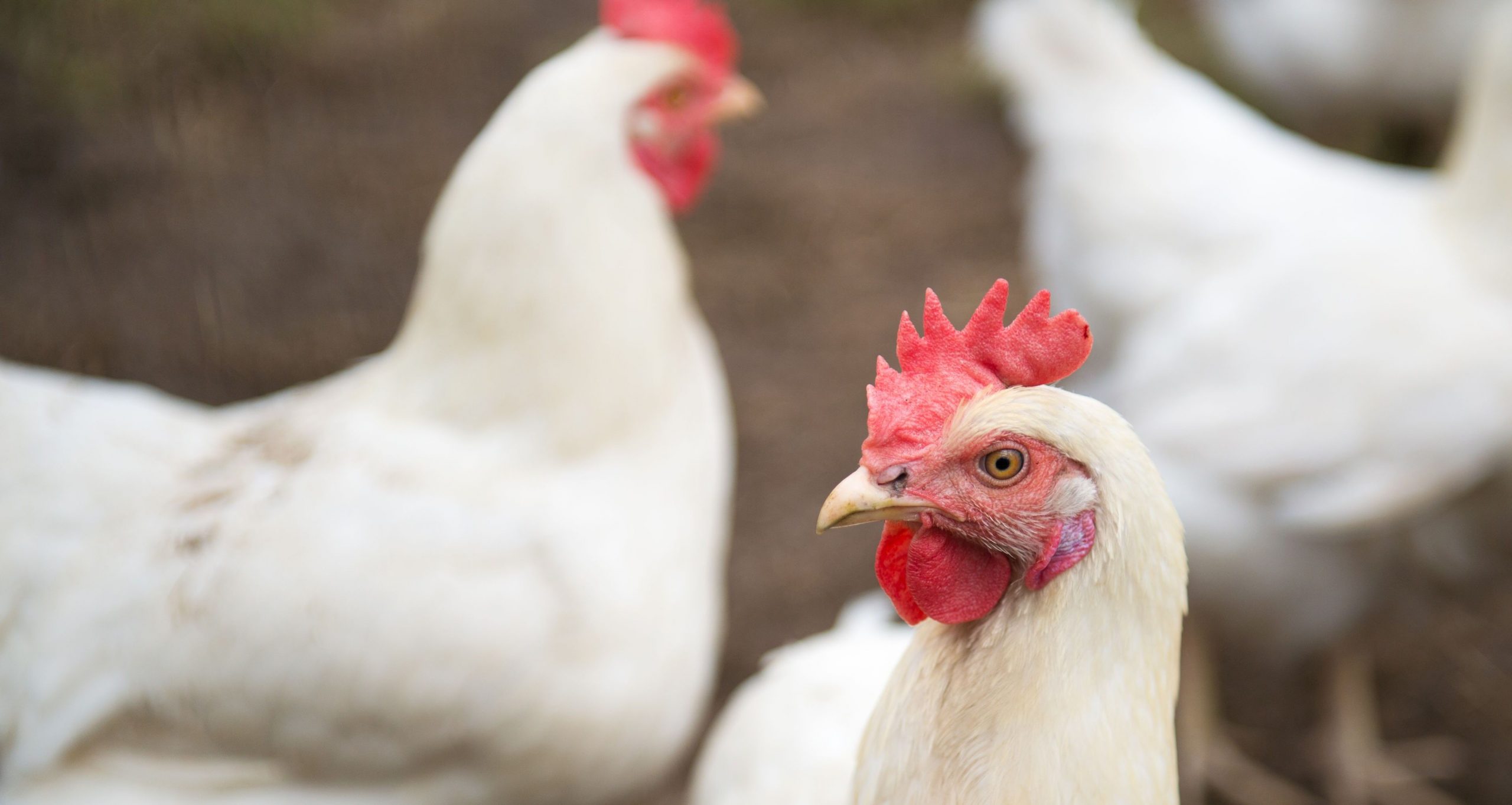 Pollo, tutta la sicurezza e la qualità della filiera italiana