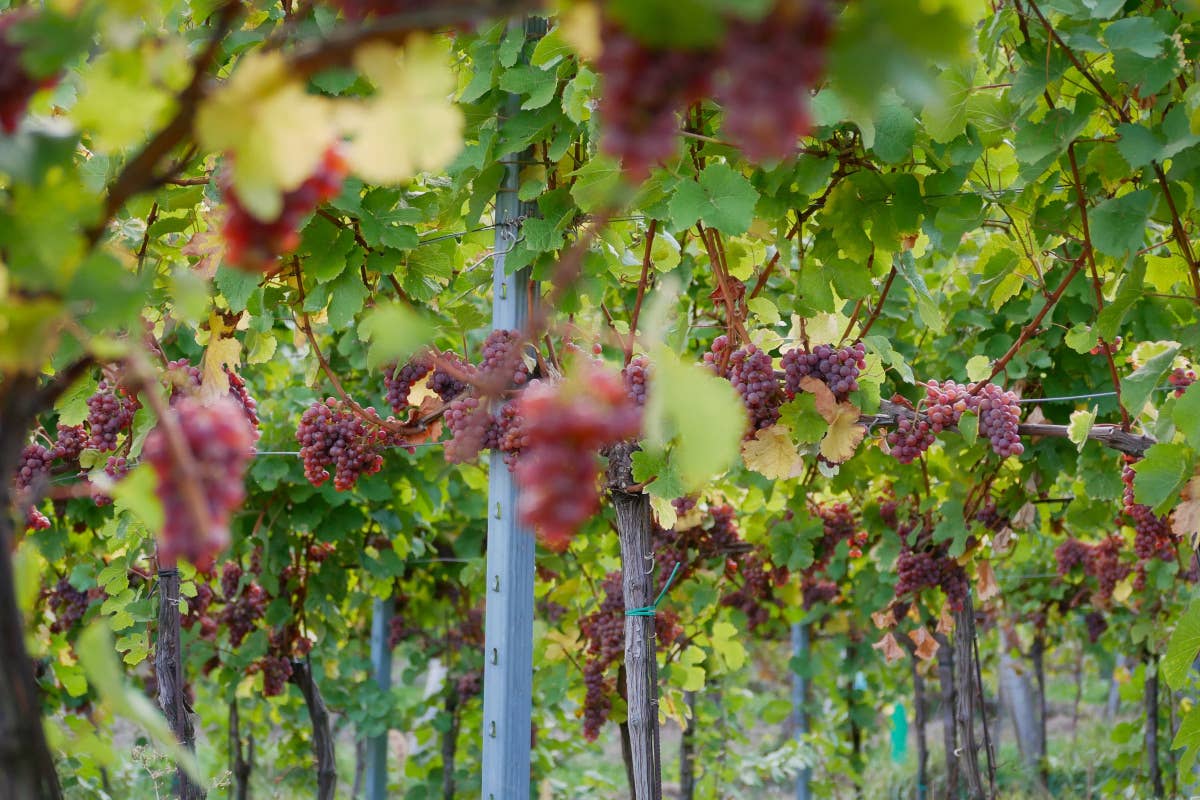 La viticoltura rigenerativa: un approccio innovativo che conquista i grandi produttori di vino