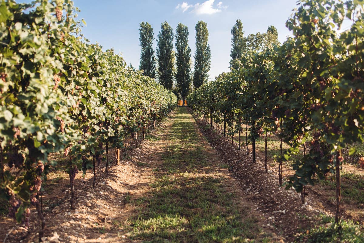 Vendemmia 2024: risultati positivi per la Cantina Pizzolato tra sfide climatiche e scelte sostenibili