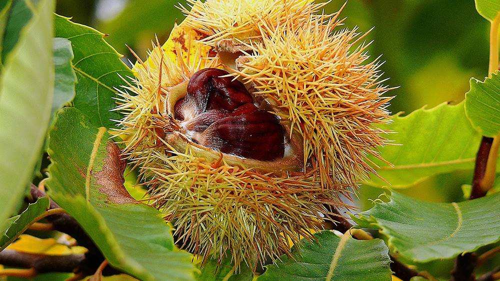 castagne